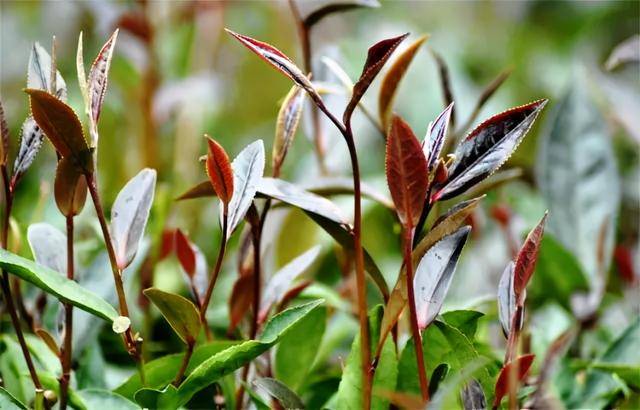 什么是紫娟茶与紫芽茶的区别在哪里