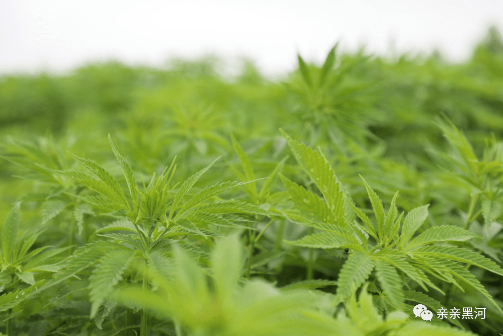 孙吴汉麻产业为千名贫困户打开致富之门_种植