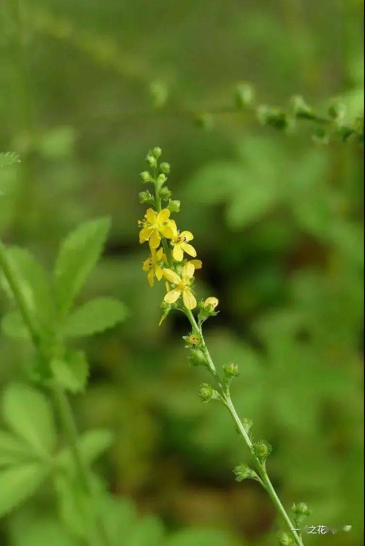 印度锥 castanopsis indica壳斗科千屈菜科 紫薇属319 锈毛紫薇