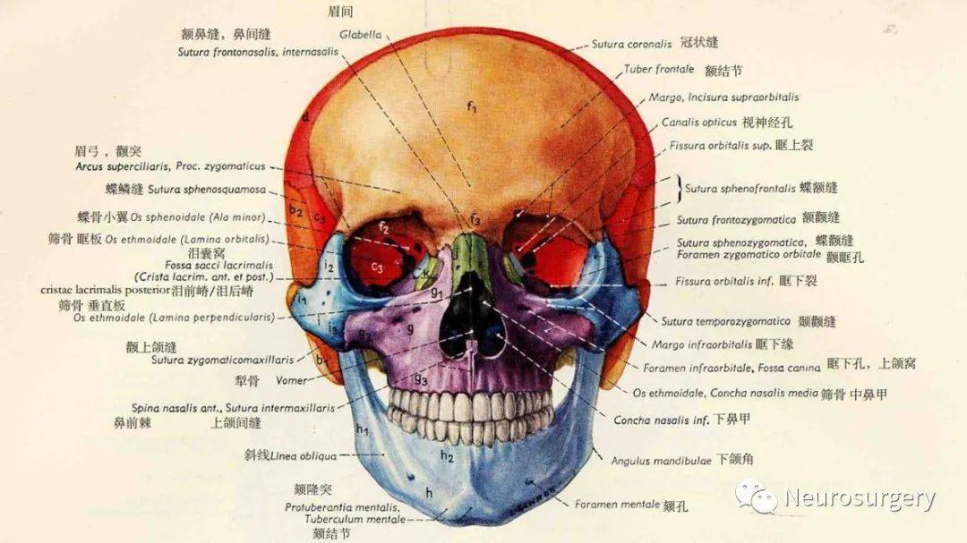 【视频 课件】颅骨详细解剖