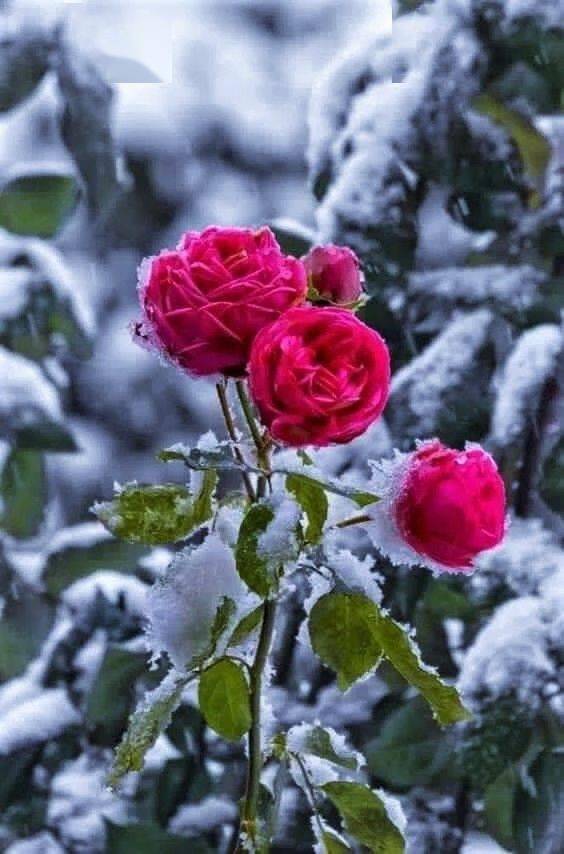 【音画欣赏】雪中花,冬天里的一抹亮色