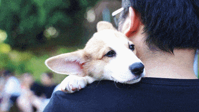 猫咪洗澡应激后果 34b6a7326cb24e0d8cd011c432b1f8ce.gif