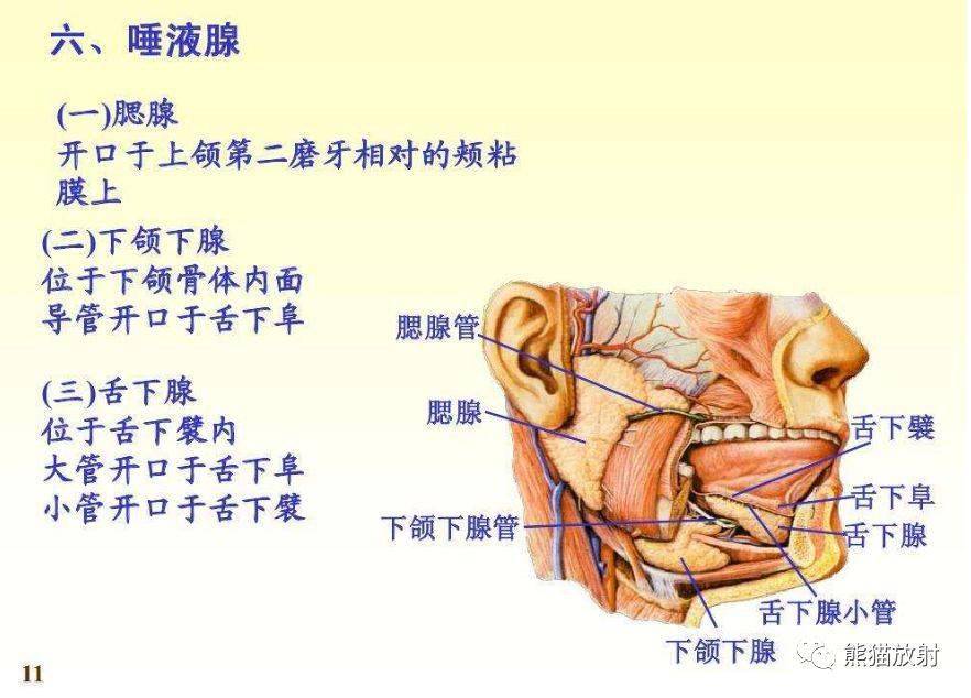 颅面颈部颅面骨眼眶腮腺等详细解剖图谱