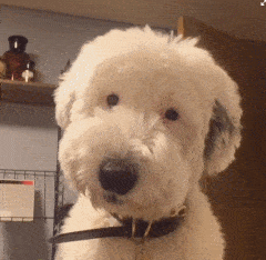 7242af6923374c938de589be2c0ec1ee.gif