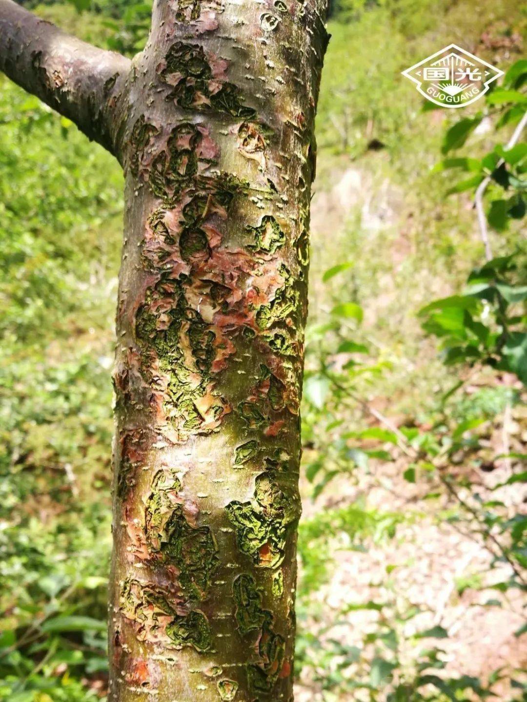 苹果枝干轮纹病防治技术