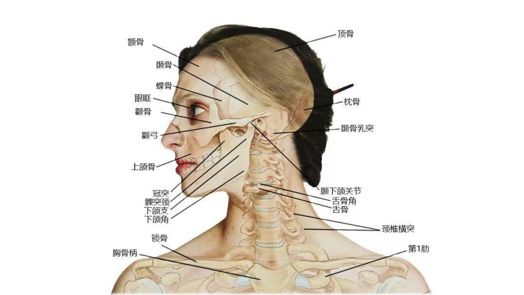 请收藏超赞的高清头颈部骨骼及肌肉图谱