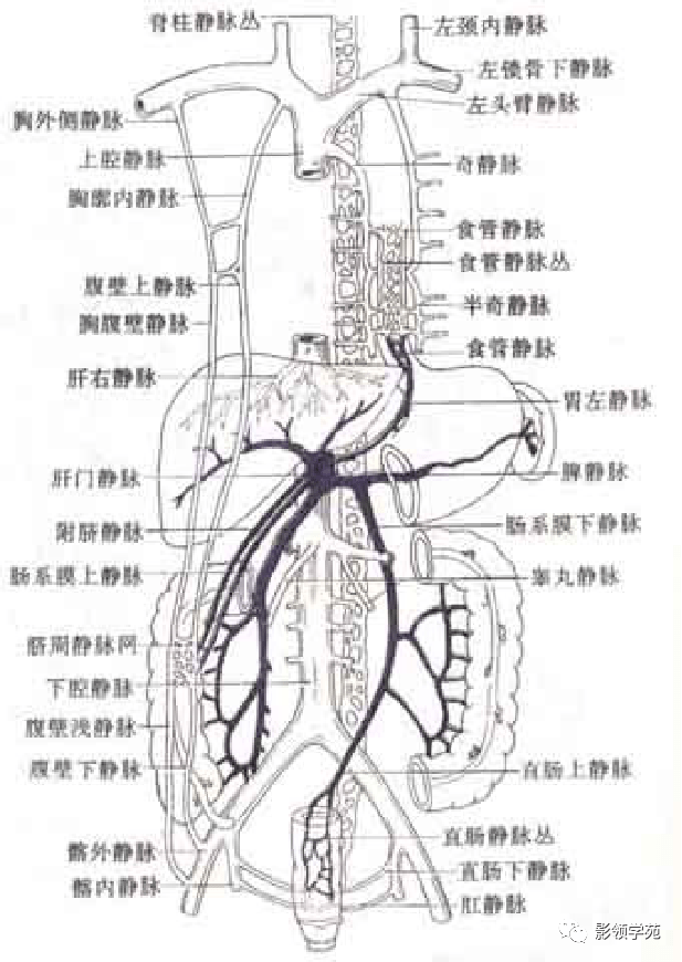 最全人体解剖学图谱_动脉