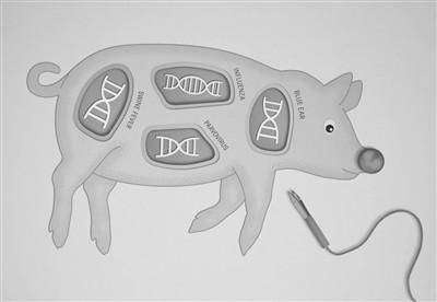 药物|美国的基因编辑猪上市了：既能当肉吃，也能生产药物