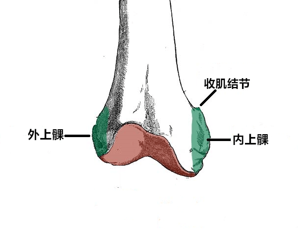 内上髁上方的小突起,称收肌结节;为内收肌腱附着处.