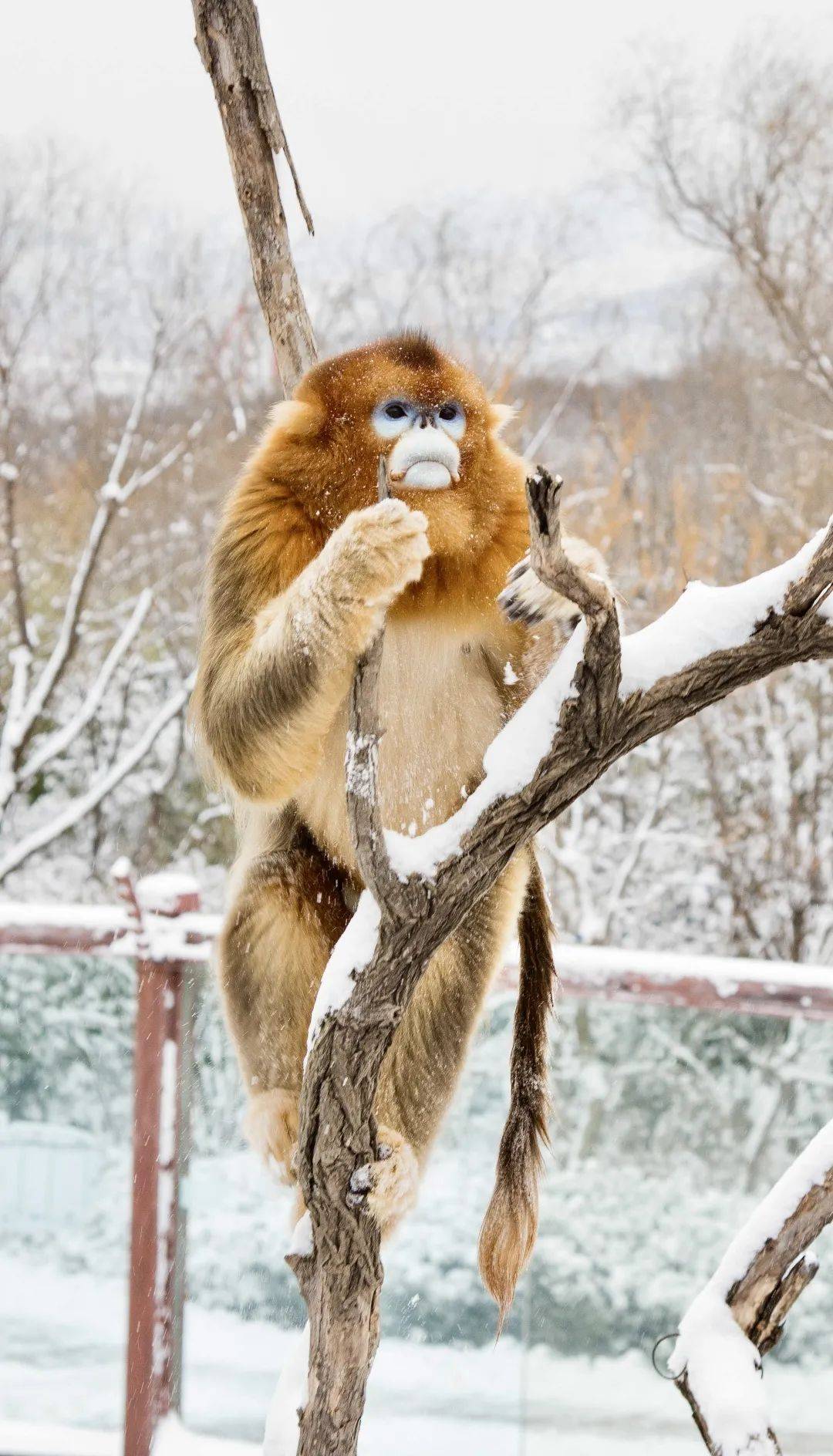 冻得发紫,你那里下雪了吗?