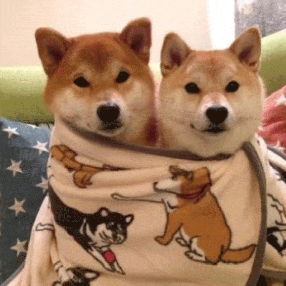 太冷啦,裹紧小被子