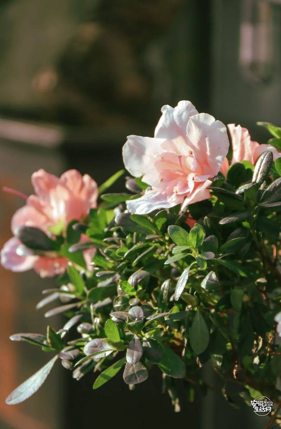 陶瓷茶花怎么搭_茶花怎么画简笔画