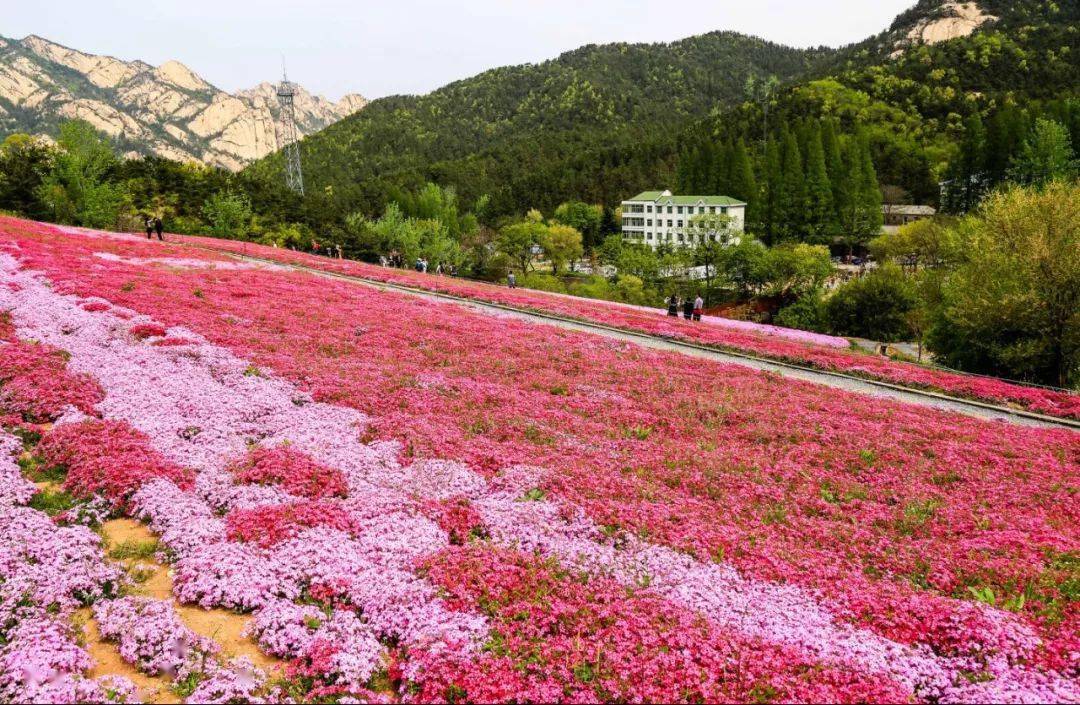 2021年昆嵛出行时间表!带你赏最美的春夏秋冬_花海