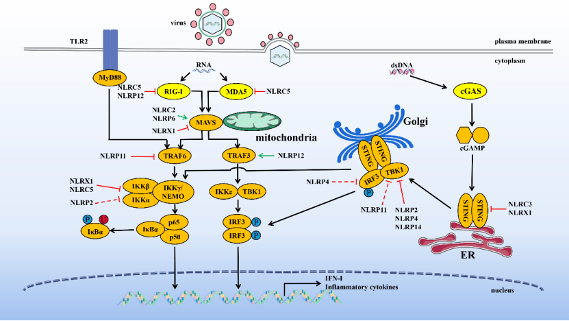 研究进展,系统总结了nlrs在抗病毒天然免疫信号通路中的作用和机制,并