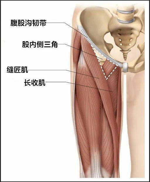 内侧股三角内可触及以下结构: 腹股沟韧带. 长收肌外侧缘.