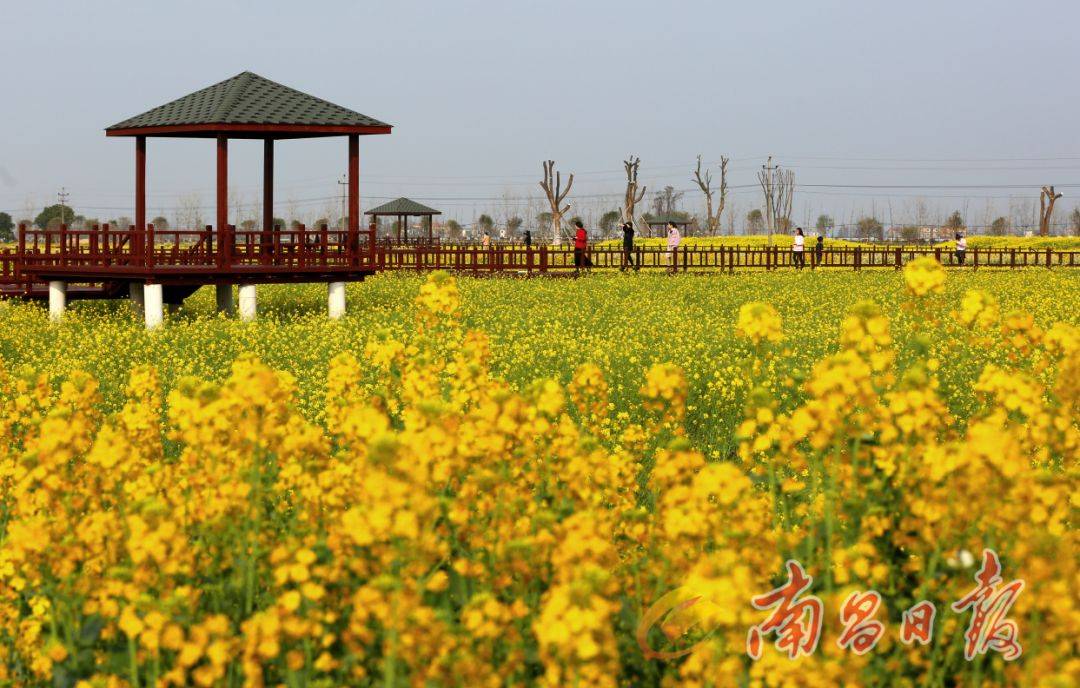 在南昌县黄马乡美兴公路两旁