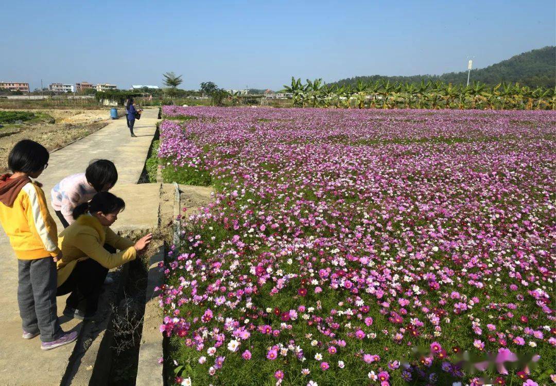 梅塘又一网红打卡地:格桑花开人精神,万紫千红遍地香