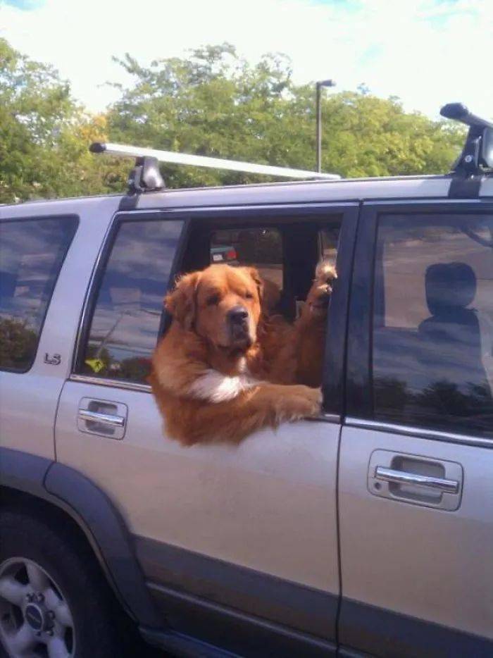 狗子坐车,各种乐呵!