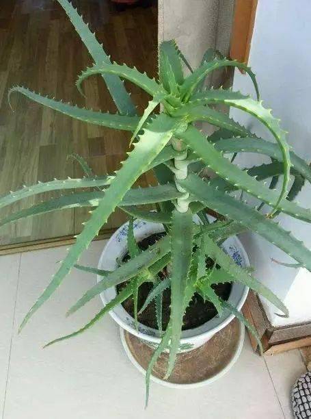 日立芦荟