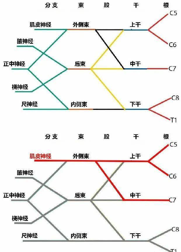 高清臂丛神经分支走形及分布图解速收藏备用