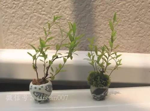 怎么搭植物盆_多肉植物怎么养才爆盆(2)