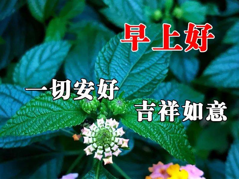 2021最红短句早上好,温馨早上好图片大全 2021年1月3日最新早上好祝福语大全,早上好问候语句子