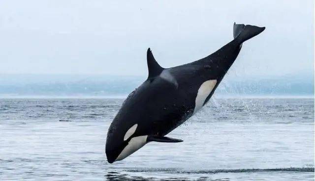 海洋里最凶狠的生物虎鲸,为什么对人类却很友善?