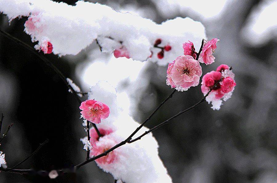 梅是雪的奢侈,雪是梅的奢侈. 相逢虽然不易,但有梅花便是春.