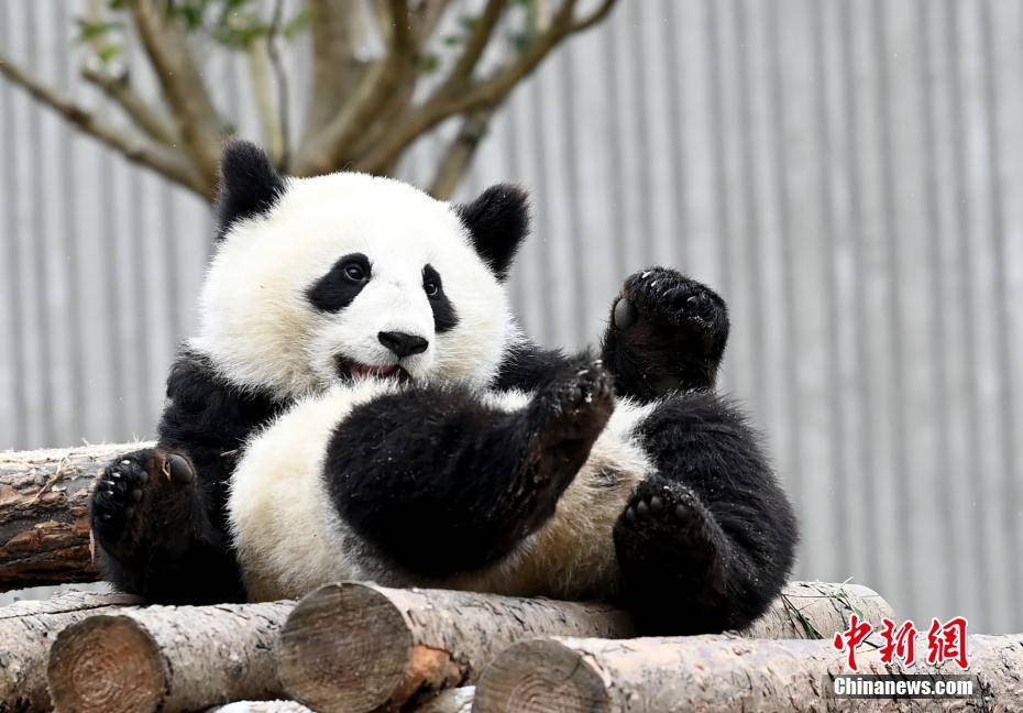 卖萌扮酷的大熊猫宝宝. 安源 摄