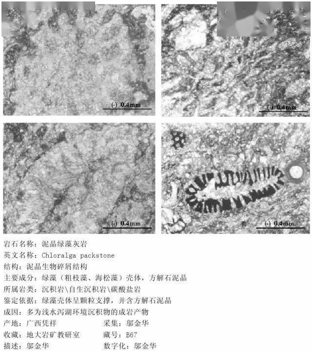 2泥晶生物碎屑灰岩(11 泥晶生屑灰岩