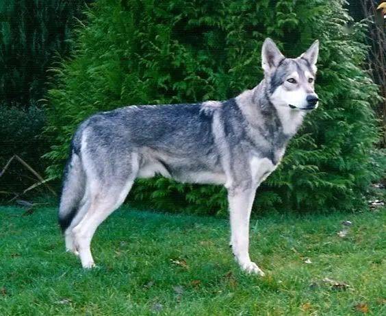 萨尔路斯猎狼犬:德国牧羊犬和动物园内的狼的后代,以配种者leendert