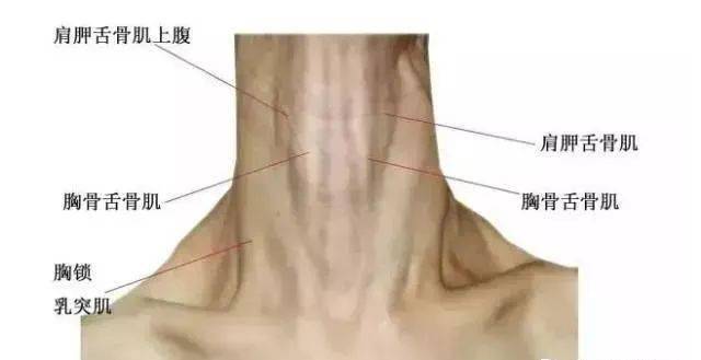肩胛舌骨肌(上腹肌): 部位:位于胸锁乳突肌深面,分为上下二腹.