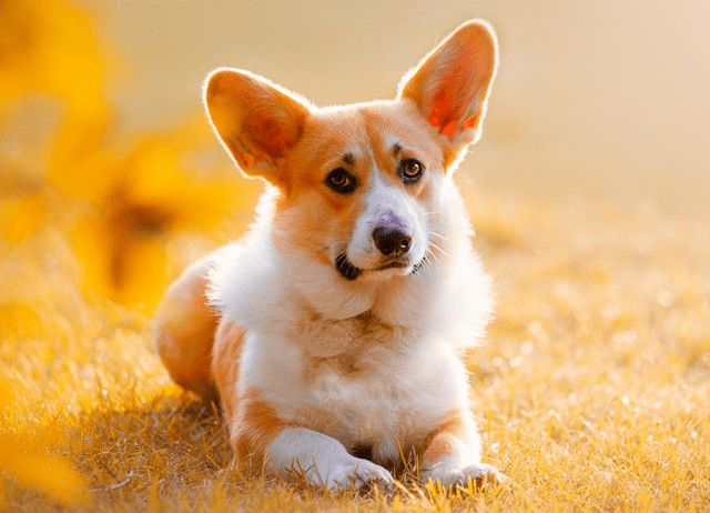 怎么教狗狗不乱咬人 b3afa228c62746c590f2f111727c9ee4.png