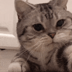 【沙雕猫表情包】沙雕猫猫表情包