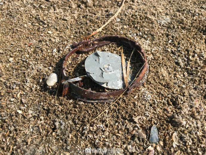志愿者搜救带兽夹的黑脸琵鹭未果却发现多只中兽夹死亡鸟类