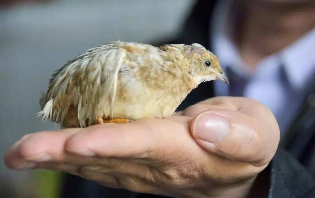 每周五只芦丁鸡帮你安全渡过更年期