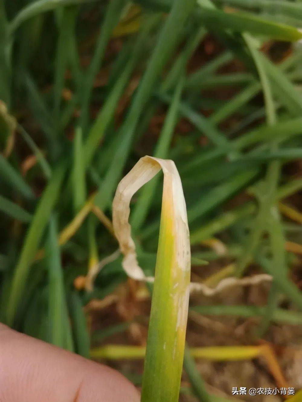 农技小课堂种植地里的韭菜经常黄叶干尖怎么办8种常见原因和解决方法