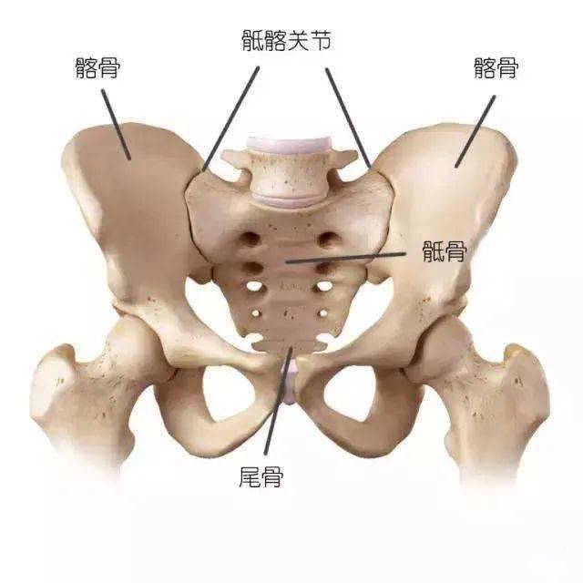 有些腰痛罪魁祸首是骶髂关节详细解剖结构图文干货