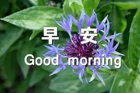 1月6日牛年来了早上好祝福语短信大全 早安快乐早安问候图片大全