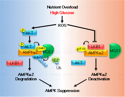 北大肖瑞平课题组报道高糖抑制ampk信号通路的分子机制