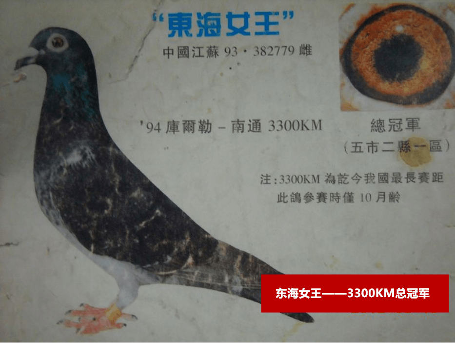 及人为的捕抓,历经千难万险,从3300公里之遥的新疆库尔勒顽强归来