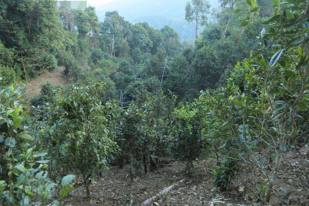 普洱茶行业现状,令人痛心疾首_古树茶