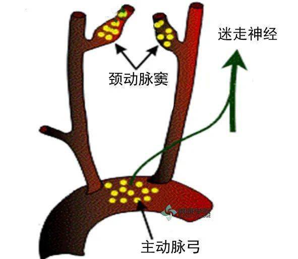 颈动脉窦与主动脉弓2.