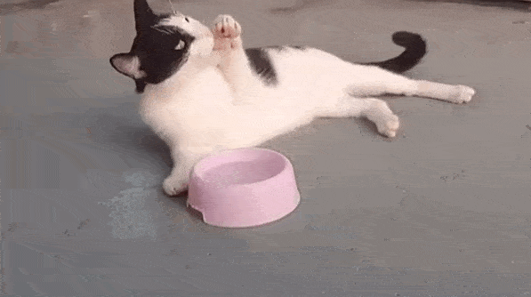 猫最傻的样子,你见过吗?