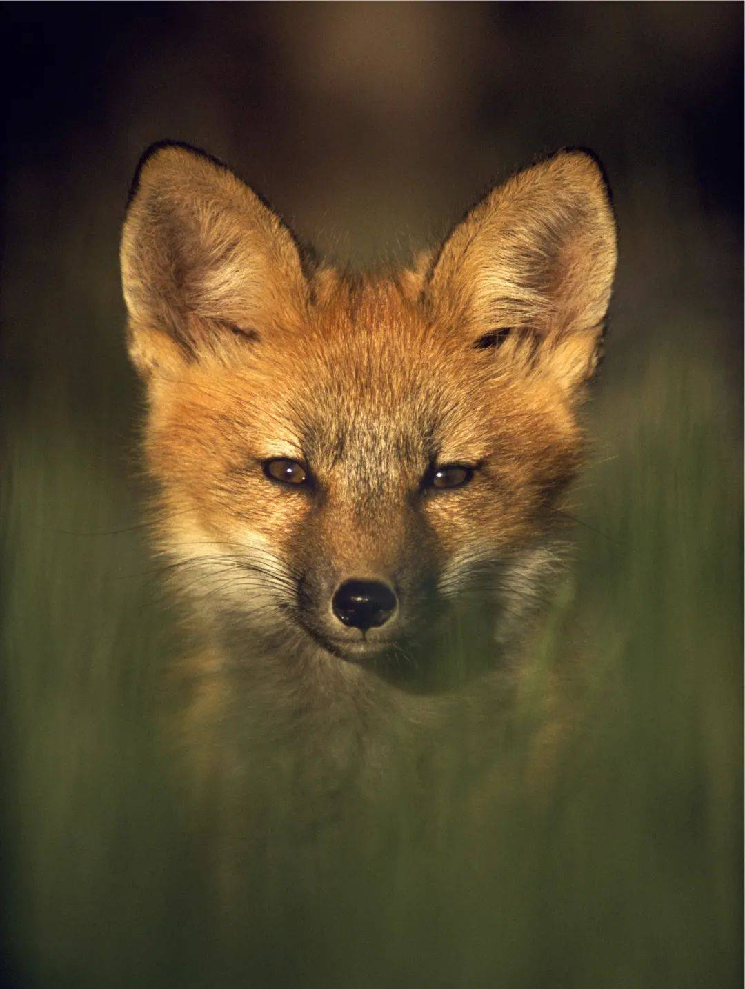 55年内世界最好的自然摄影作品，都在这了！_搜狐网, image size:1080x1434