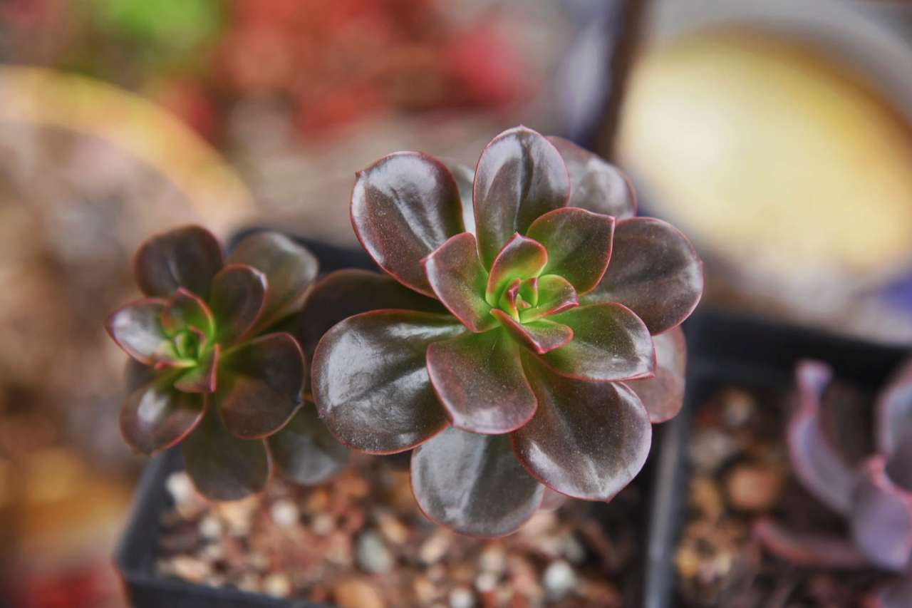 多肉怎么长出多头 df805e88da8c4c779da9dfbf52dafa9c.jpeg