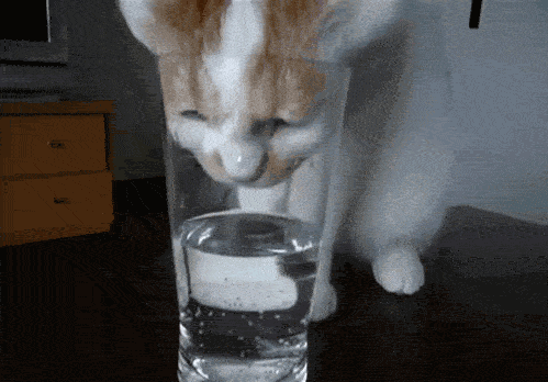 猫最傻的样子,你见过吗?