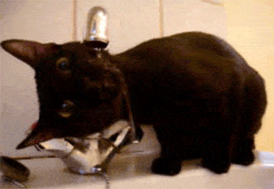 猫最傻的样子,你见过吗?