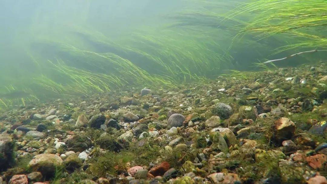 自然淡水爱好者pawe vogelsinger记录了很多波兰的河域和湖泊原生环境