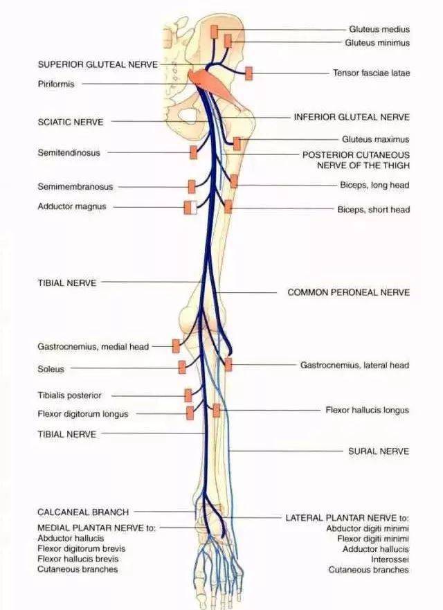 下肢神经的组成及走行汇总